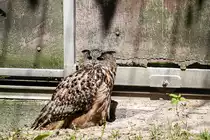 UHU am 28.05.2013 im Mundenhof bei Freiburg