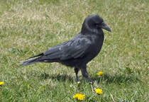 Rabe am Flugplatz Bonn-Hangelar -  06.05.2013