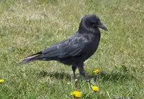 Rabe am Flugplatz Bonn-Hangelar -  06.05.2013