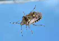 Wanze am Fenster - 25.04.2013