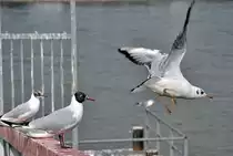 M�we beim Start vom Rheinufergel�nder in Remagen - 08.03.2013