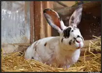 Unsere H�sin, fotografiert am 11. Mai 2013