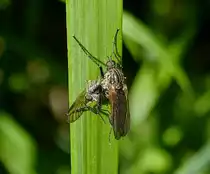 Langbeinige Tanzfliege (Empis tessellata) h�lt sich mir ihrer Beute auf einem Grashalm fest.  02.06.2013
