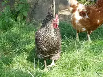 Ein Schwarz-Weisses Huhn .. Bild vom 22.08.2009