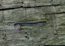   Schwarzer Schnurf��er (Tachypodoiulus niger)  02.06.2013