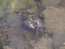 Hier wird Frosch-Nachwuchs produziert in einem T�mpel in der S�chsischen Schweiz, 17.04.2013
