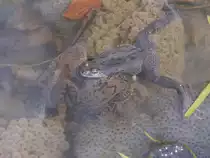 Auf diesem Bild z�hle ich mind. vier Fr�sche. Es war ein einziges Drunter und Dr�ber in einem T�mpel in der S�chsischen Schweiz, 17.04.2013
