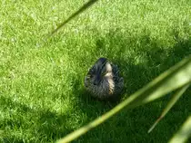 Im Schatten l�sst sich´s aushalten... Riva del Garda, 29.05.2013.