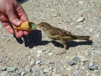 Er frisst einem sogar das Eis weg... Sirmione, 28.05.2013.