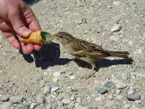 Er frisst einem sogar das Eis weg... Sirmione, 28.05.2013.