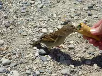 Er scheint wirklich Hunger zu haben ... Sirmione, 28.05.2013.