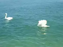 Zwei Schw�ne schwimmen im Gardasee, Sirmione am 28.05.2013.