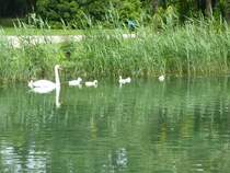 Eine Schwanenfamilie in Riva del Garda, 28.05.13.