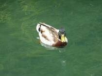 Eine Ente im Gardasse, Riva del Garda am 30.05.2013.