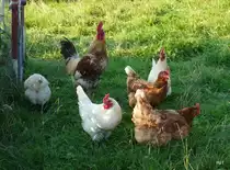 Freilebende Gl�ckliche H�hner mit Gockel .. Bild vom 05.08.2009