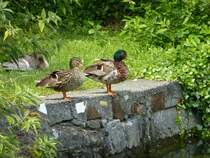 Auf was warten die Enten blo? Riva del Garda, 28.05.13.