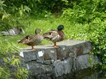 Auf was warten die Enten blo�? Riva del Garda, 28.05.13.
