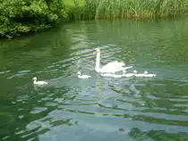 Hier noch einmel eine Schwanenfamilie in Riva del Garda, 28.05.13.
