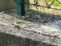 Eine Eidechse sitzt unter einem Gartenzaun, aufgenommen am 28.05.2013 bei Riva del Garda.