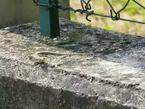 Eine Eidechse sitzt unter einem Gartenzaun, aufgenommen am 28.05.2013 bei Riva del Garda.