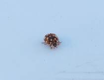 Vierzehntropfiger Marienkfer (Calvia quatuordecimguttata) war heute mittag bei uns zu Besuch auf dem Gartentisch.  07.06.2013