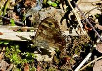   Waldbrettspiel (Pararge aegeria tircis) mit geschlossenen Flgeln auf dem Waldboden.  02.06.2013