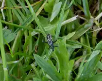 Wer kennt diesen K�fer ? aufgenommen am  06.06.2013.