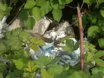 2 Eidechsen am k�mpfen ?
am 26.April 2009.