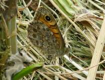 Mauerfuchs (Lasiommata megera) mit geschlossenen Flgeln. Festgehalten auf dem Chip am 08.06.2013.  