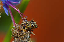Sacktrger Raupe auf Wanderschaft. - 12.06.2013