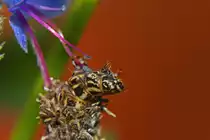 Sacktr�ger Raupe auf Wanderschaft. - 12.06.2013