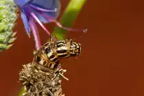 Sacktr�ger Raupe auf Wanderschaft. - 12.06.2013