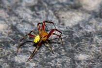 Wiederauferstehung einer Vierfleck-Kreuzspinne. - 12.06.2013