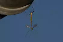 Zwei Schnaken beim Abh�ngen erwischt. - 10.06.2013