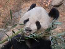 Pandabr 2007 in Peking