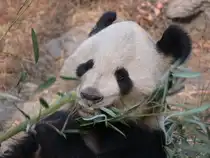 Pandab�r 2007 in Peking