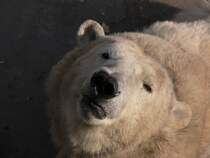 Eisbr 2006 in Peking