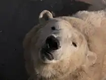 Eisb�r 2006 in Peking