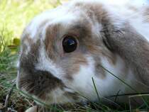 Portrait am 01.04.2009 