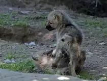 Junge Kanadische W�lfe