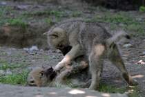 Junge Kanadische Wlfe