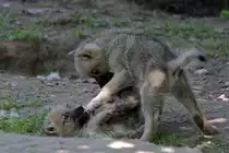 Junge Kanadische W�lfe