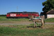 Zwei Lastentiere in Bulgarien. Der fein herausgeputzte Esel war sich bei der
Aufnahme amn 10.5.2013 in Maslinovo nicht sicher, wer jetzt eigentlich
das Hauptmotiv fr das Foto sein sollte. Doch der Esel stand dabei im
Vordergrund. 