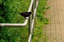 Ne Kuck ens doh, enne schwatte Mehrlinger....sagt man wo ich wohne.
Schwarzdrossel sitzt auf einen Absperrgitter im Bahnhof Lindern und hlt nach fressbarem Ausschau. 22.6.2013