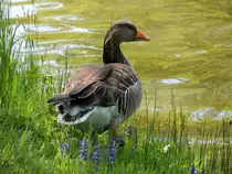 Im Park an der Karlsaue wanderte dieser lustige Geselle am Grabenufer auf und ab (1.6.2013).