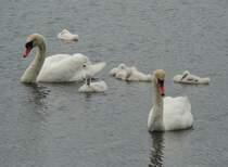 Diesen Schwan-Nachwuchs beobachtete ich heute beim Hessentag, aufgenommen am Buga-Park (23.6.2013).