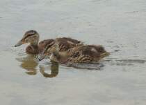 Den Anschlu zur Mutter kurz verpasst hatte heute dieser Entennachwuchs im Buga-Park in Kassel.Kurz spter war die Familie dann wieder komplett.