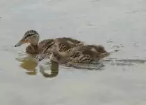 Den Anschlu� zur Mutter kurz verpasst hatte heute dieser Entennachwuchs im Buga-Park in Kassel.Kurz sp�ter war die Familie dann wieder komplett.