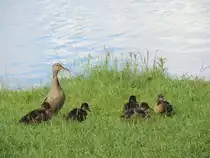 Tierischer Hessentag!Landgang f�r diese Ente mit ihren Jungen am Buga-Park in Kassel.