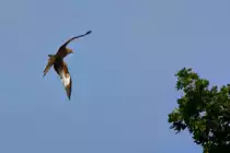 Der Milan fliegt �ber B�ume und setzt zur Landung an. - 19.06.2013